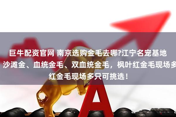 巨牛配资官网 南京选购金毛去哪?江宁名宠基地奶油金毛、沙滩金、血统金毛、双血统金毛,枫叶红金毛现场多只可挑选!